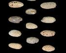 Lot: Fossil Seed Cones (Or Aggregate Fruits) - Pieces #148861-2